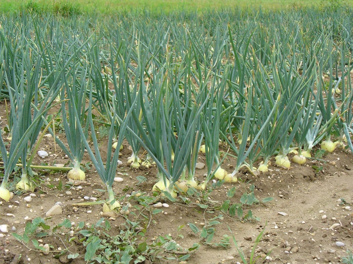 Cibuľa kuchynská – celkový vzhľad